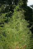 Artemisia annua RCP10-09 063.jpg